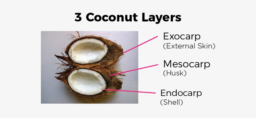 Coconutlayers - Coconuts Drupe, transparent png download