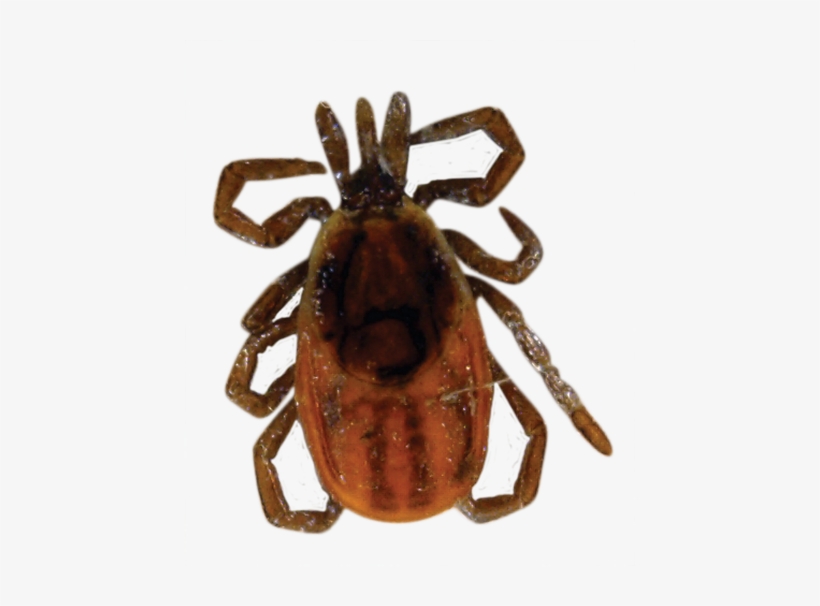 Tick Png Free Vector - Light Brown Tick With Black Spot, transparent png download