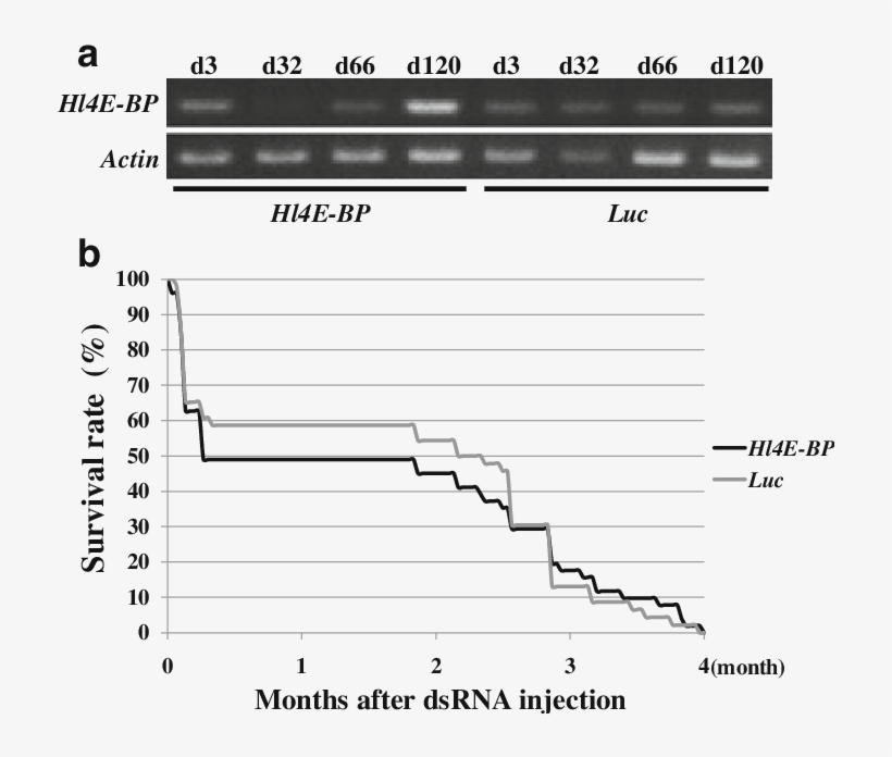Expression Profiles Of Hl4e Bp In Ticks After Dsrna - Gene Silencing, transparent png download