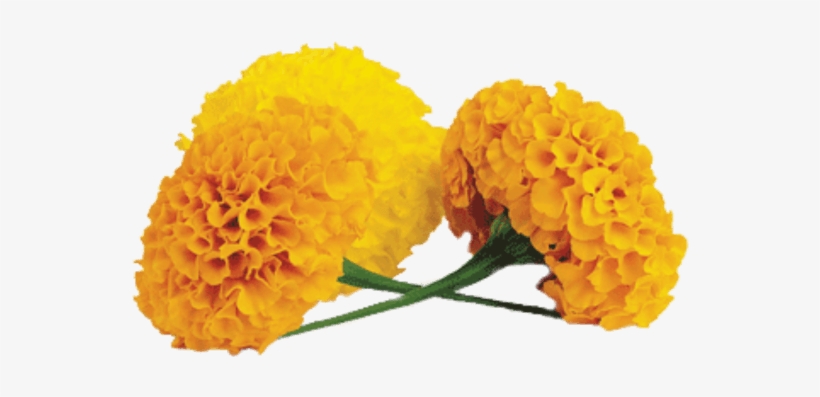 Marigold Transparent Png - Marigold Png, transparent png download