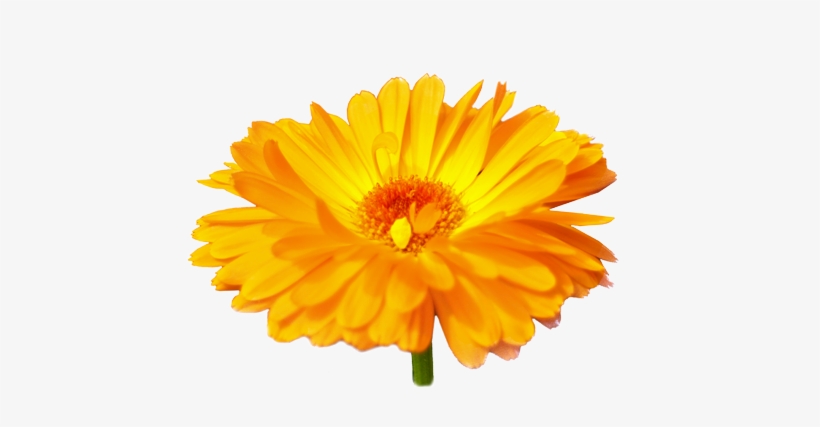 Calendula - English Marigold, transparent png download