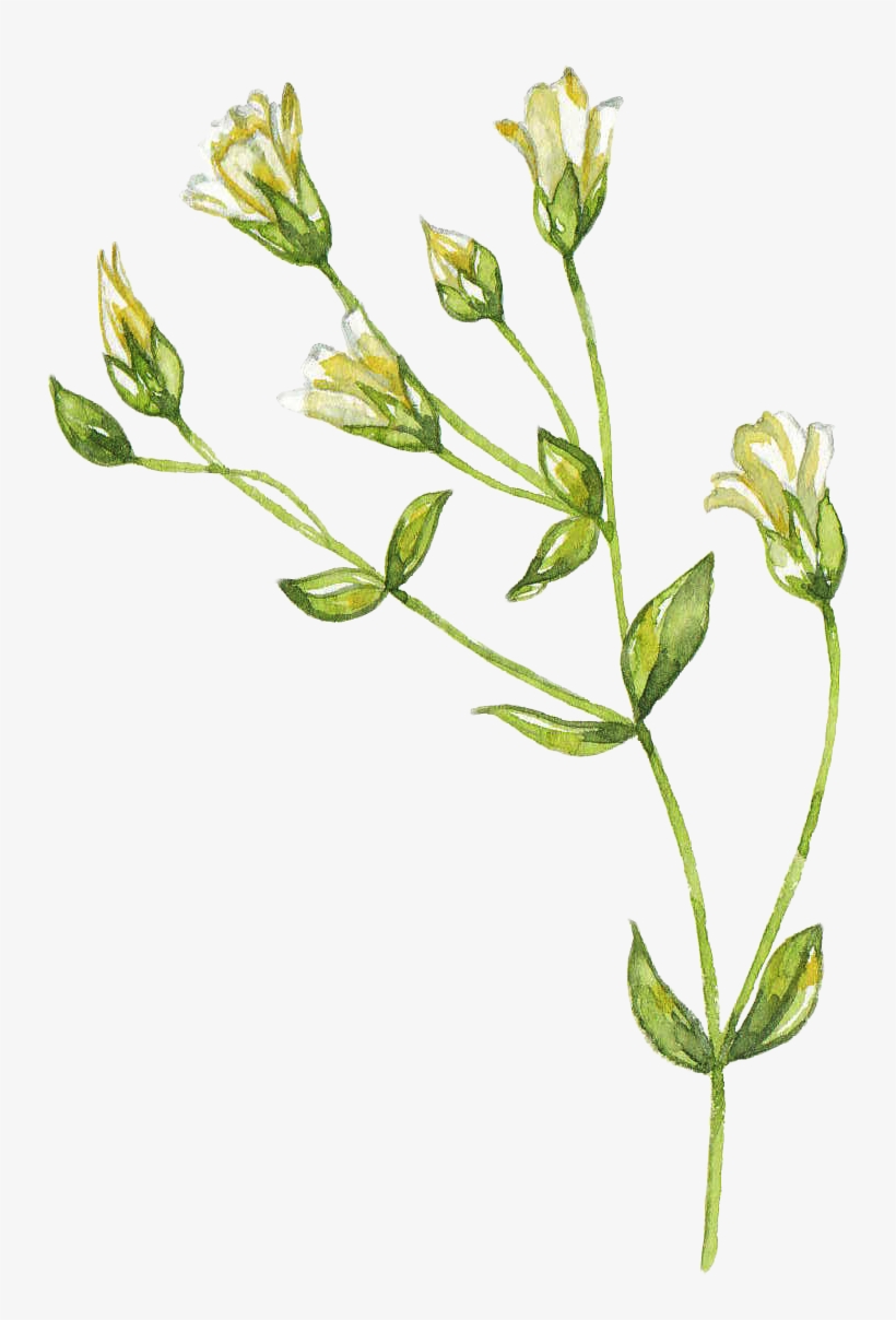 H402 - Blumenfeld-blumenstrauß Rechteckiger Aufkleber, transparent png download