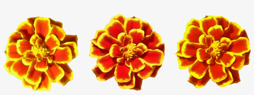Marigold Flower Tube By Wdwparksgal Portable Network Graphics