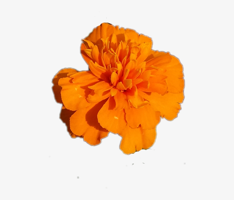 Flower, transparent png download