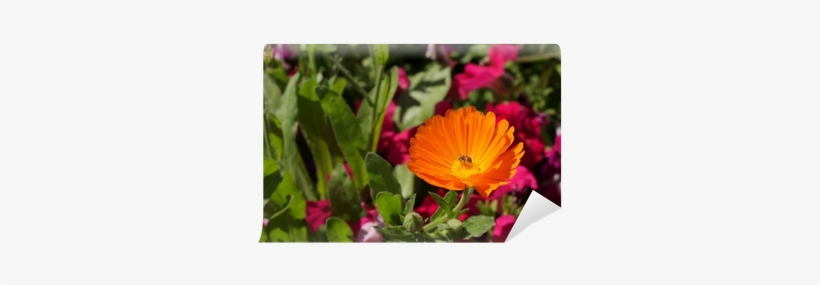 Orange Marigold Flower Calendula Fiesta Gitana Wall - English Marigold, transparent png download