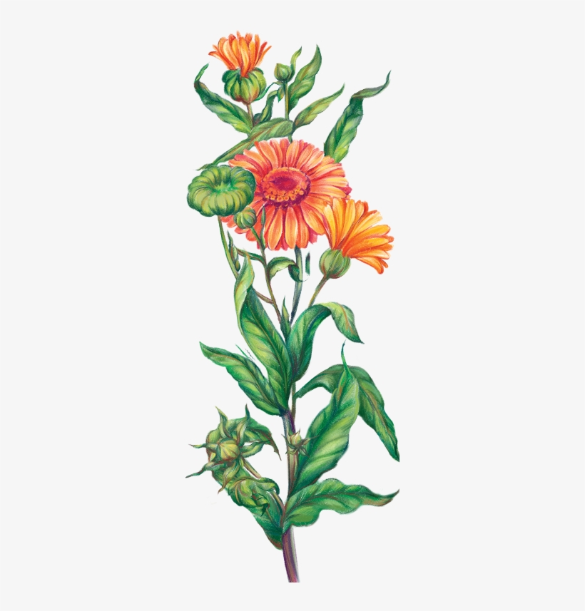 40 G±5% - English Marigold, transparent png download
