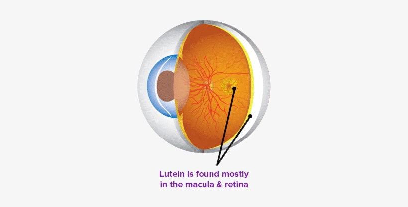 Lutein Eye Health - Macula And Lutein, transparent png download