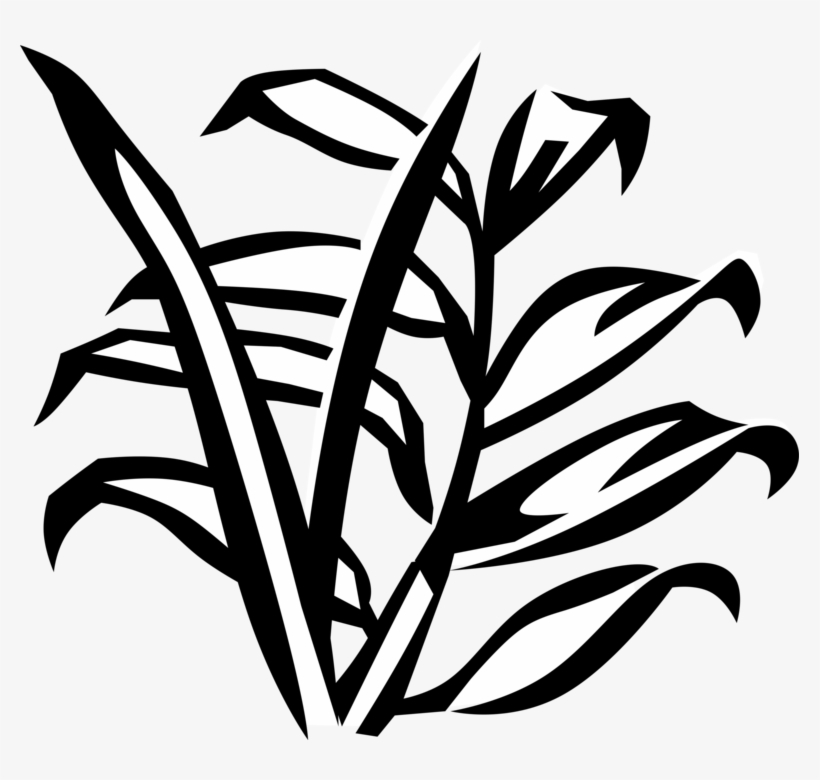 Palm Tree In Tropical And Subtropical Climate - Vector Graphics, transparent png download