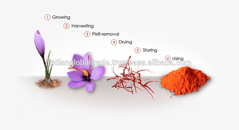 Saffron Indian Global Trade Supplier - Saffron Pistils, transparent png download