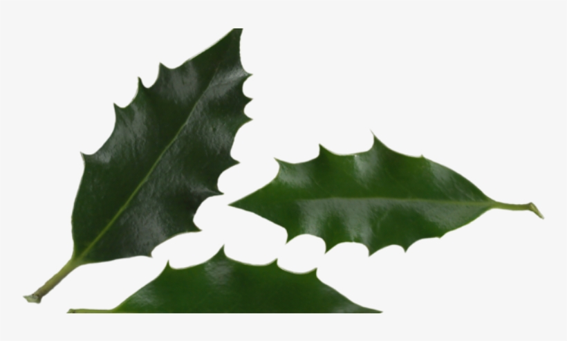 Introduction - Macro Photography, transparent png download