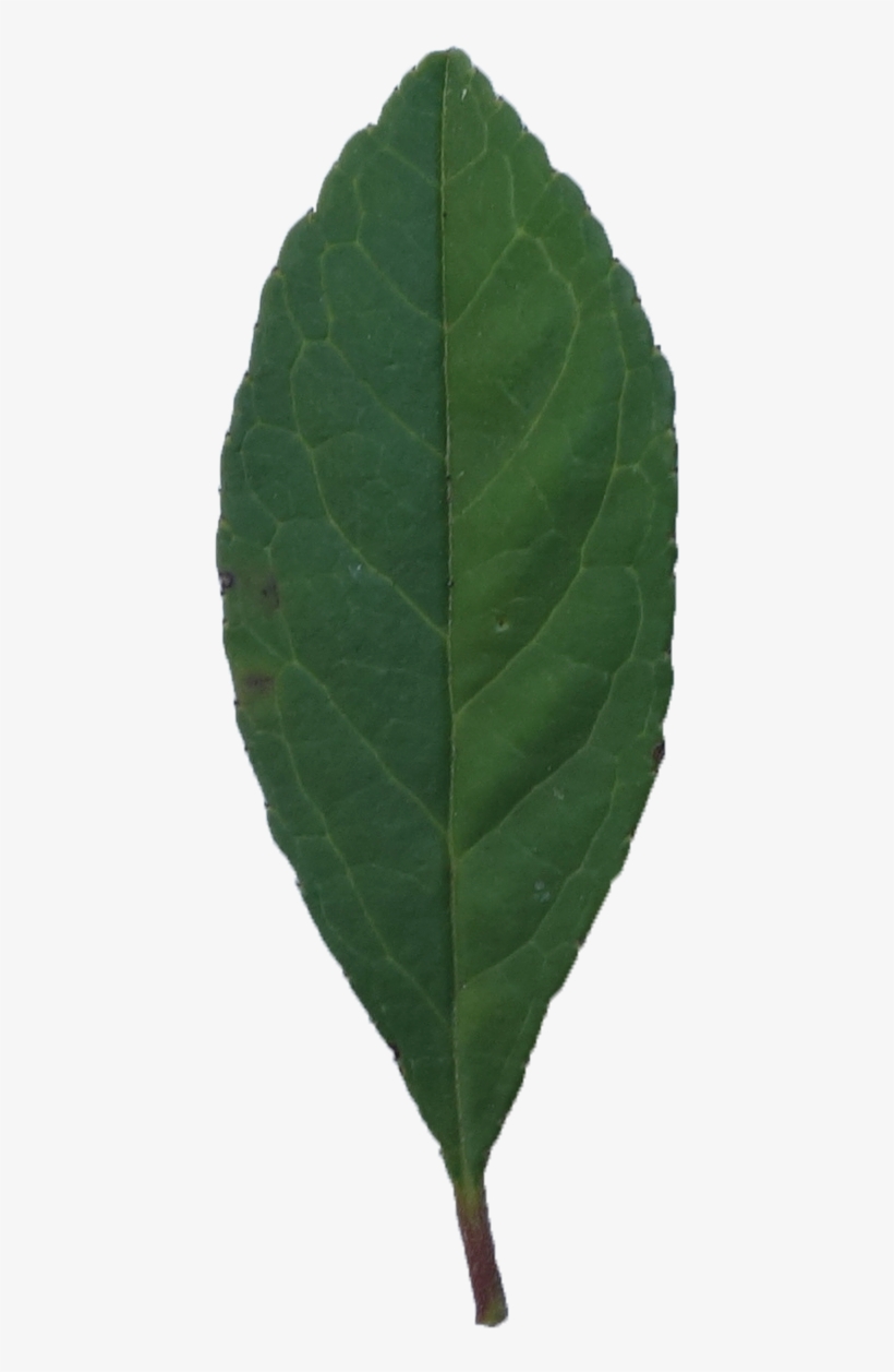 Simple - Plant Pathology, transparent png download