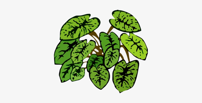 Leaf Plants Plant Stem How To Grow Herbs Botany - Clip Art, transparent png download