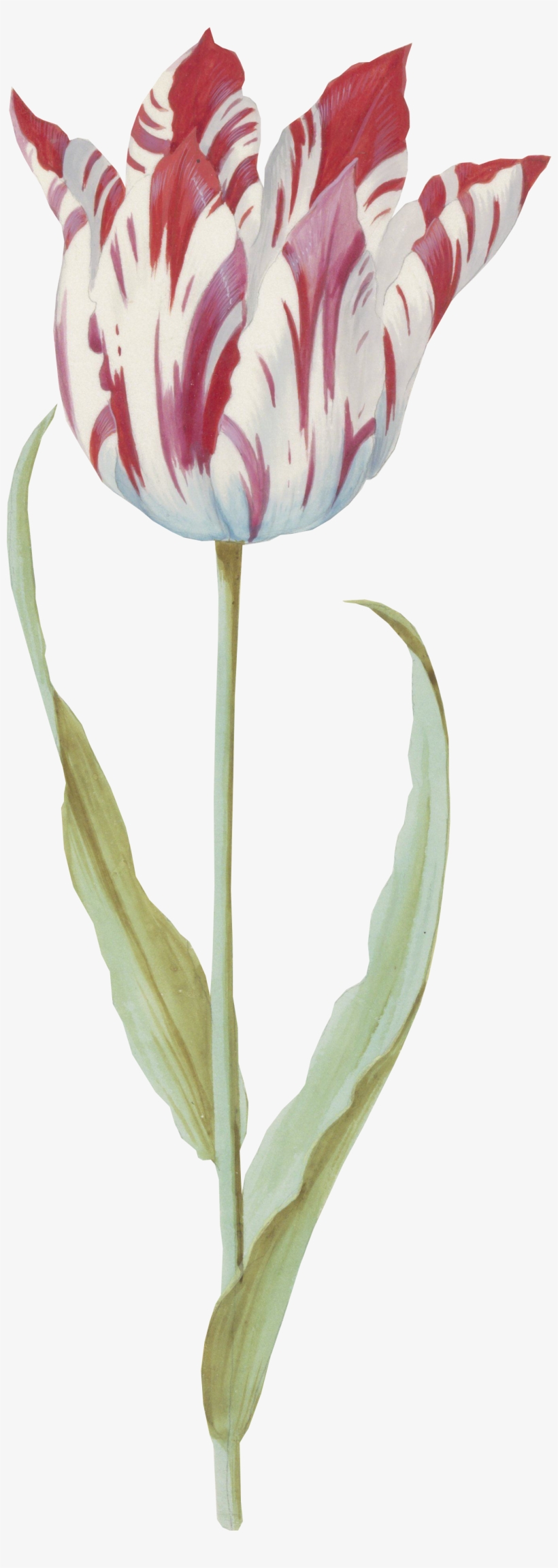 Artcutout - Sprenger's Tulip, transparent png download