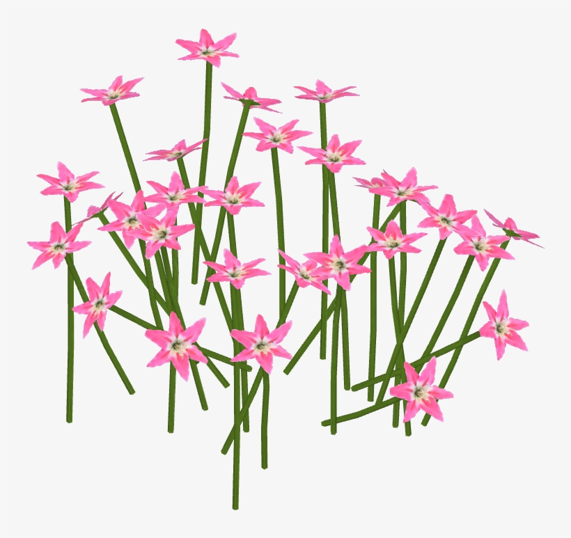 Pink Lily, transparent png download