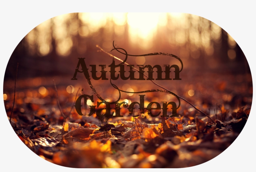 Close Up Leaves Leaves Autumn Sun Background Flower - Dr Botanicals Advanced Anti Oxidant Superfood Facial, transparent png download
