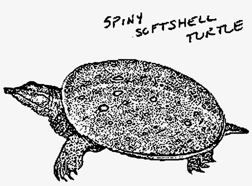 This Free Icons Png Design Of Spiny Softshell Turtle, transparent png download