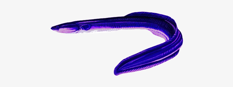 Congatater Eel - Electric Eel Png, transparent png download