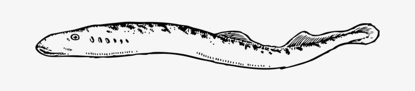 Eel Fish Aquaculture Seafood Eel Eel Eel E - Long Fish Cartoon, transparent png download