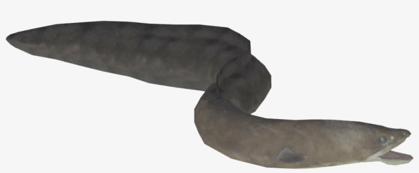 Eel - Litopenaeus Setiferus, transparent png download
