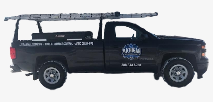 Full Service Wildlife Control- South East, Mi - Michigan, transparent png download