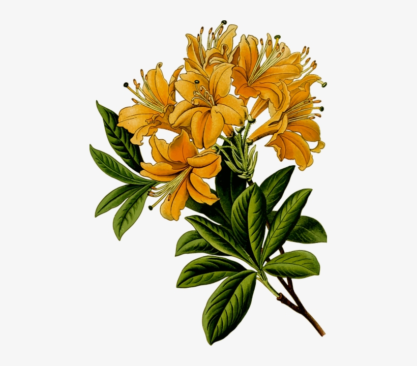 Basant-2028620 640 - St. John's Wort - Herbal Flower Mugs, transparent png download