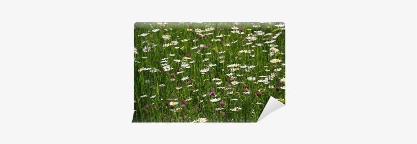 Camomile, transparent png download