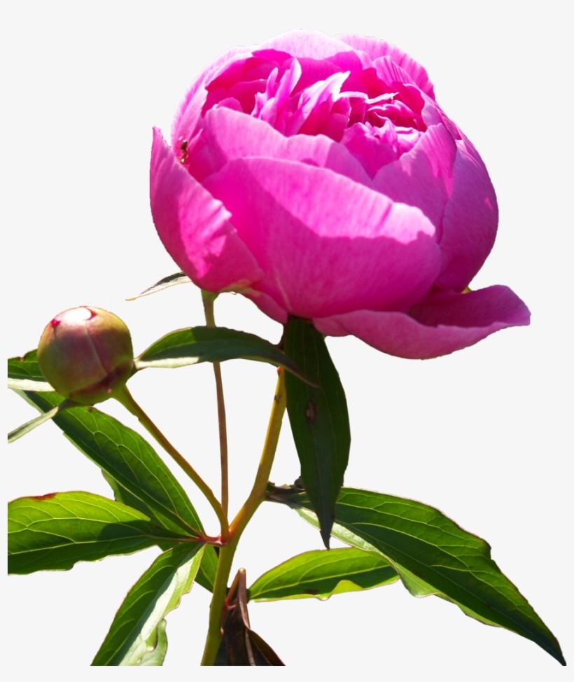 Peonies Png Hd - Peony Png, transparent png download