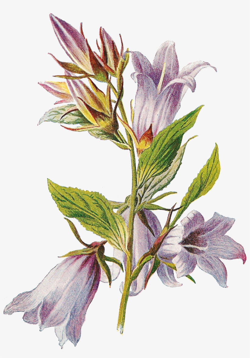 Bellflower Png Transparent Images - Bell Flower Antiques, transparent png download