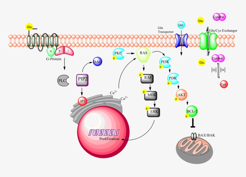 Spirituality Science - Whole Linguistics - Whole Language - Cell, transparent png download