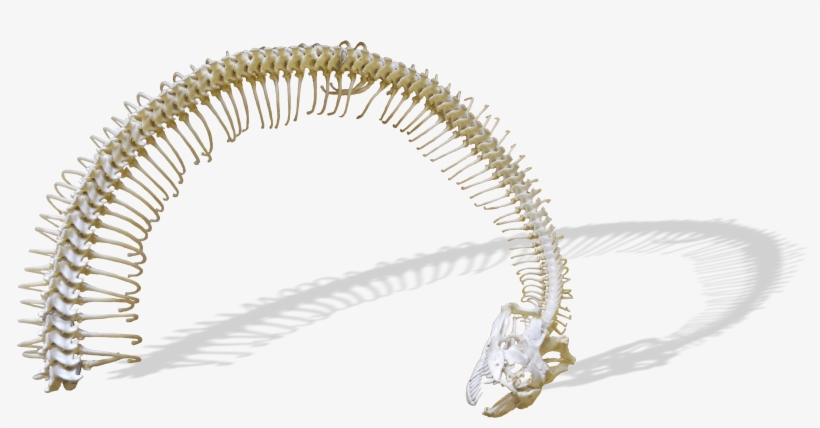 Ball Python, transparent png download