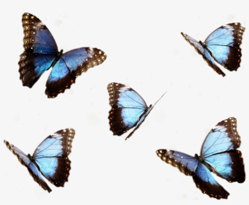 Report Abuse - Proof Of Heaven: A Neurosurgeon's Journey Into, transparent png download