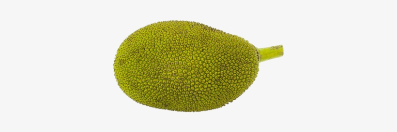 Similar Tropical Fruit Png Clipart Ready For Download - Jackfruit, transparent png download