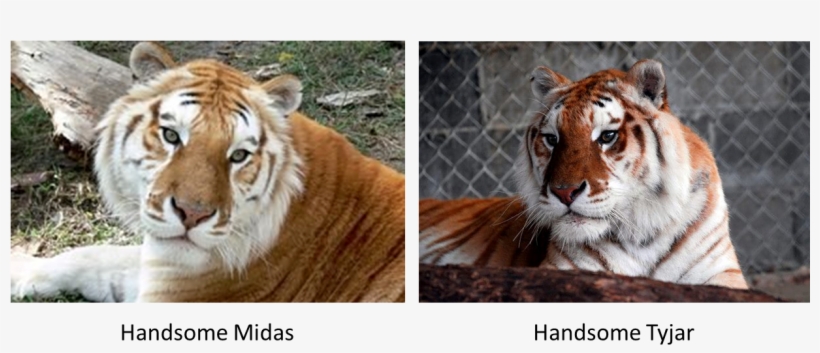Rare Colored Tigers - Marcan Tiger Preserve Tigers Of India, transparent png download