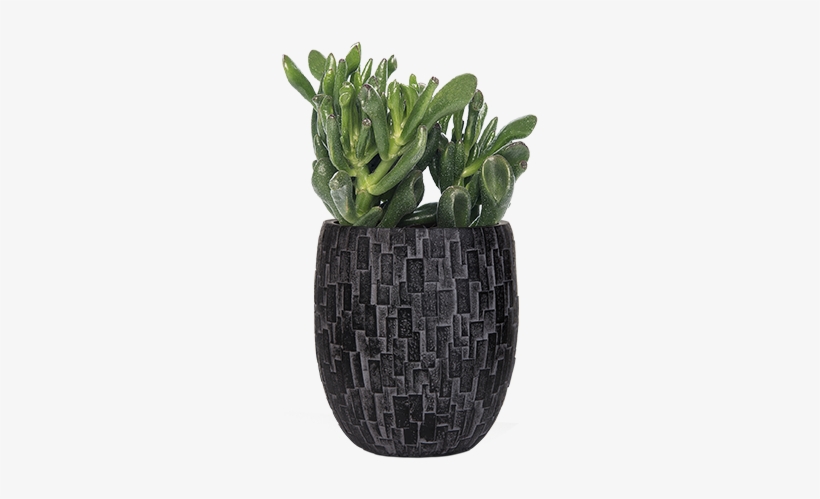 Capi Nature Stone - Planten Crassula (crassula) D 8,5 Cm, transparent png download