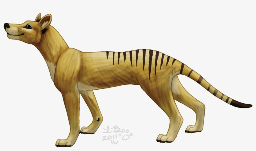 Tasmanian Tiger Pictures - Tasmanıan Tiger, transparent png download