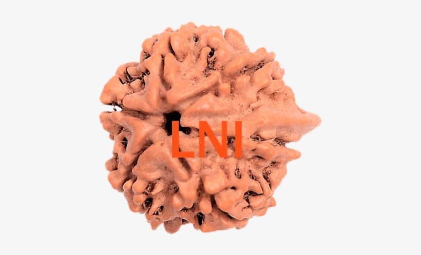 Rudraksha, transparent png download