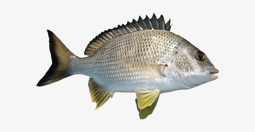 River Fish Png - Types Of Fish, transparent png download