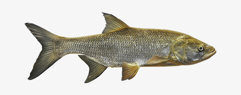 Asp - Fish, transparent png download