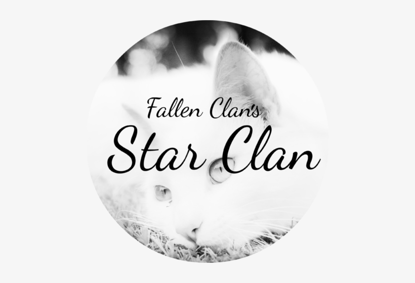 Animals Cyjyytats Beautiful White Cat Resting On The - Cloud: Wild Stallion Of The Rockies [book], transparent png download