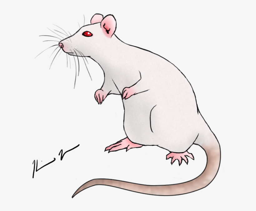 Rat Drawing At Getdrawings, transparent png download
