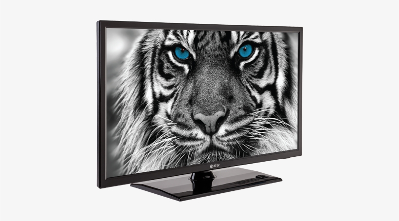 Ledtv 22d1t1 Ledtv Angle - Gallery-wrapped Canvas Art Print 10 X 8 Entitled Tiger, transparent png download