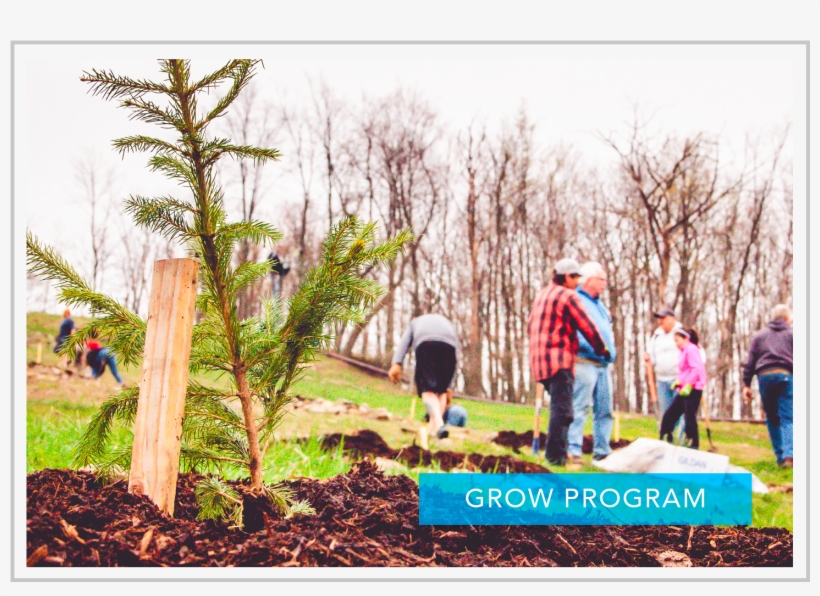 Volunteers Celebrate Earth Day By Planting Trees - Lodgepole Pine, transparent png download