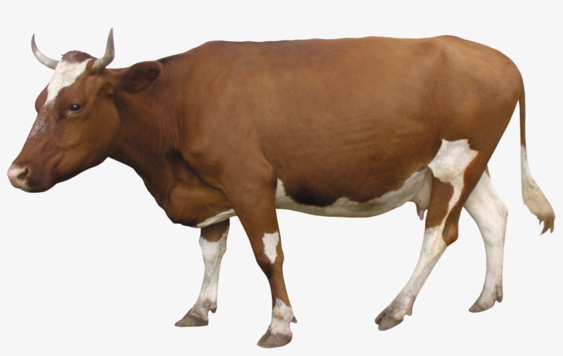 Cow Png - Ce,cms600b-3-vet Digital Portable Ultrasound Scanner, transparent png download