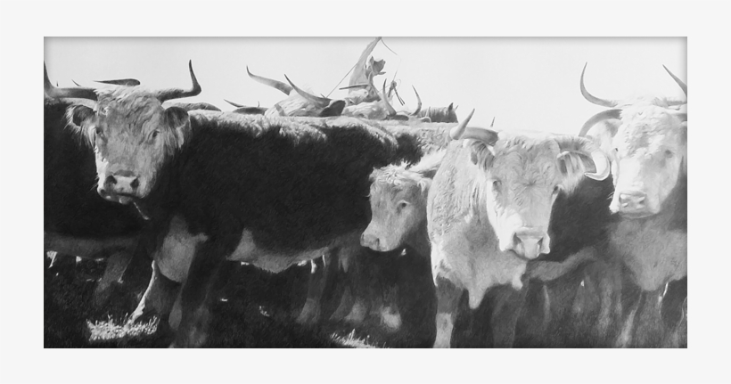 Ever Alert And Ready From Harm, These Mother Cows Were - Mother's Day, transparent png download