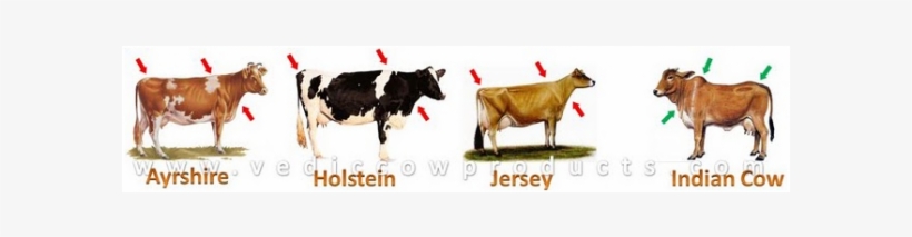 Why Indian Cows Are Better - Ideal Jersey Ornament (round), transparent png download