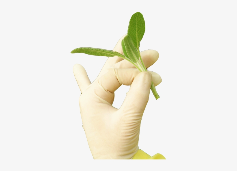 Slide 2 Hand - Flower, transparent png download