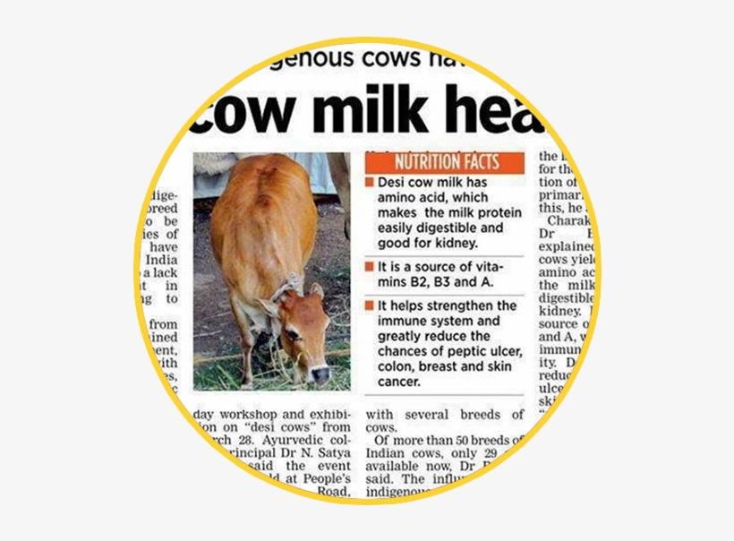 Desi Cow Milk Vs Jersey Milk A2 Vs A1 - Gir Cow Milk Capacity, transparent png download