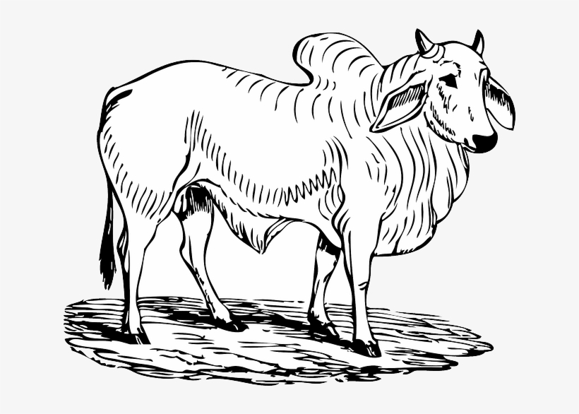 Bull Clipart Black And White, transparent png download