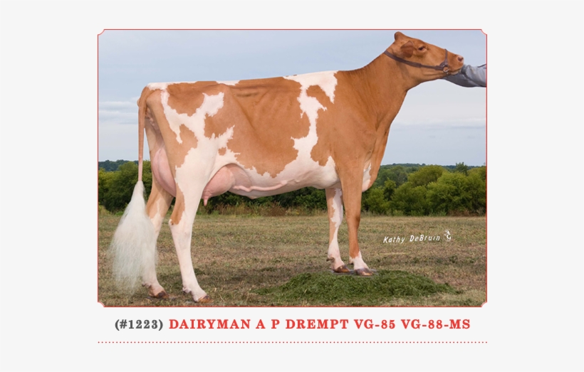 Other - Dairy Cow, transparent png download