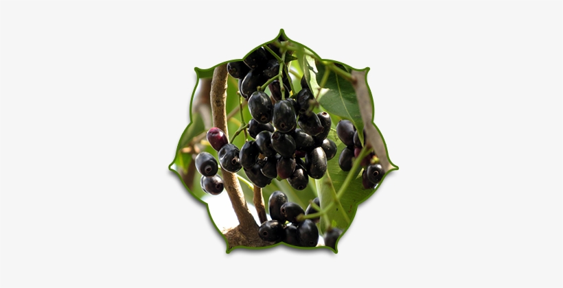 History - Syzygium Cumini, transparent png download